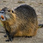 Nutria con i suoi caratteristici incisivi  - Foto di Sedlecký (Wikimedia)